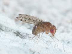 Drosophila guttifera