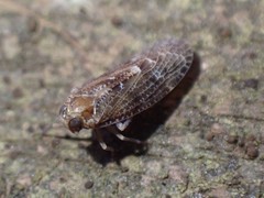Synecdoche nemoralis