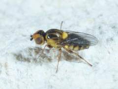 Chlorops