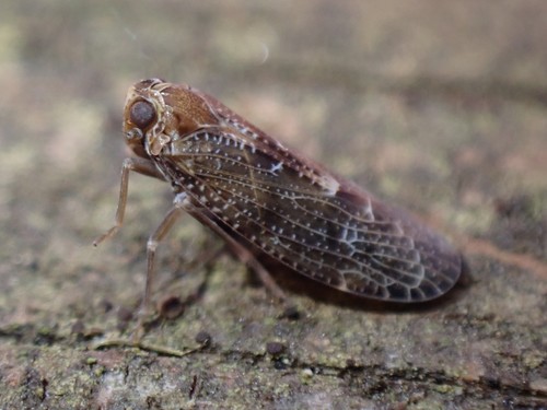Synecdoche nemoralis