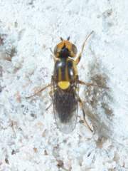 Chlorops