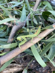 Sphodropoda quinquedens