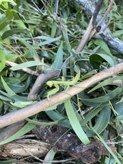 Sphodropoda quinquedens
