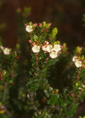 Epacris alpina