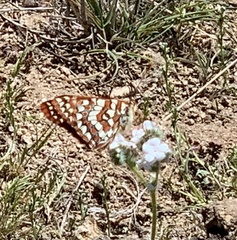 Euphydryas chalcedona hennei