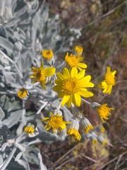 Senecio palmeri