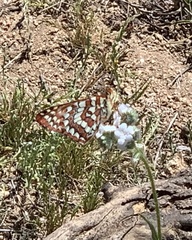 Euphydryas chalcedona hennei