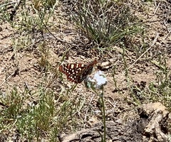 Euphydryas chalcedona hennei