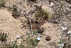 Euphydryas chalcedona hennei