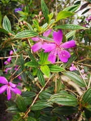 Pleroma semidecandrum