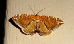Eulithis molliculata