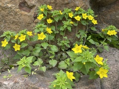 Lysimachia grammica