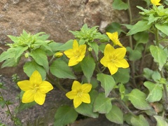 Lysimachia grammica