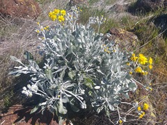 Senecio palmeri