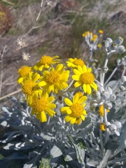 Senecio palmeri