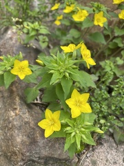 Lysimachia grammica