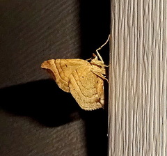 Eulithis molliculata