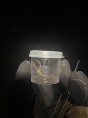 Paravaejovis confusus