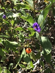 Lycianthes lycioides