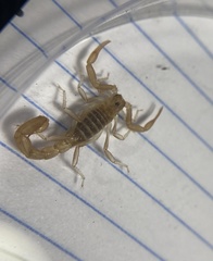 Paravaejovis confusus