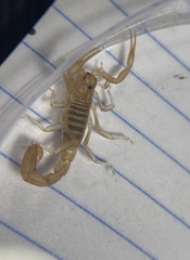 Paravaejovis confusus