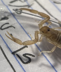 Paravaejovis confusus