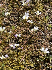 Cardamine pattersonii
