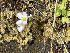 Cardamine pattersonii