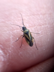 Plagiognathus moerens