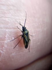 Plagiognathus moerens