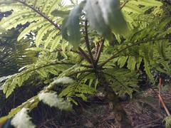 Cyanea grimesiana