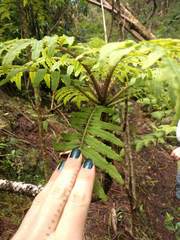 Cyanea grimesiana