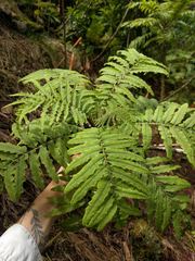 Cyanea grimesiana