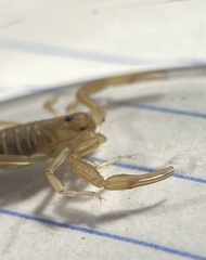 Paravaejovis confusus