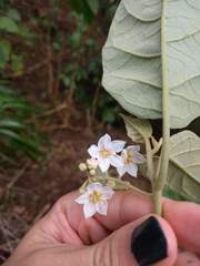 Solanum sandwicense