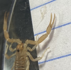 Paravaejovis confusus