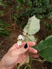 Solanum sandwicense