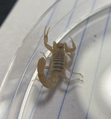 Paravaejovis confusus