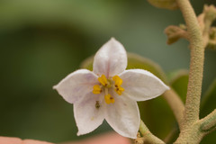 Solanum sandwicense