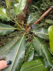 Planchonella sandwicensis