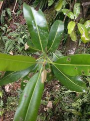 Planchonella sandwicensis