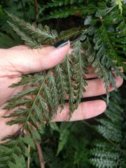 Asplenium acuminatum