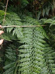 Asplenium acuminatum