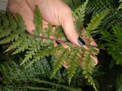 Asplenium acuminatum