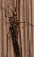 Trichocera bimacula