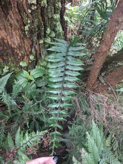 Asplenium polyodon