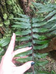 Asplenium polyodon