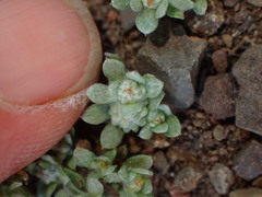 Psilocarphus tenellus