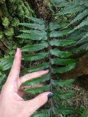 Asplenium polyodon