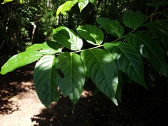 Glochidion sumatranum